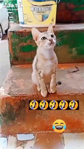 Zain khan#?🤣🤣🤣?