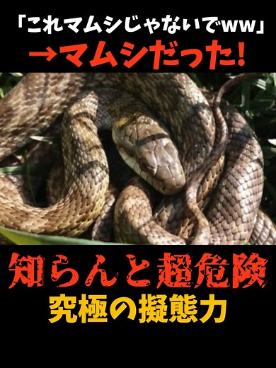 マムシと青大将の見分け方