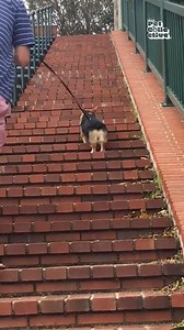 Jump around! 🙌🐶 | Try Not to Laugh