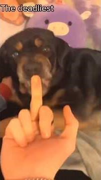 “Dog vs Middle Finger: Unexpected Reaction 🤣” #funnydogs