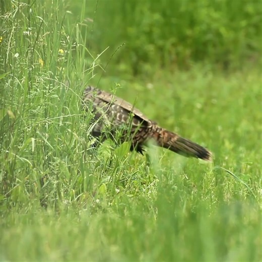 6.9K views · 98 reactions | The Wild Turkey August Production Survey...