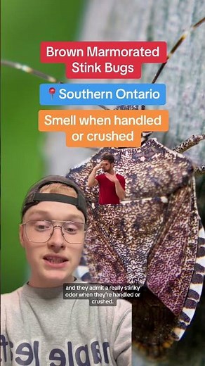 These stink bugs are taking over Ontario 🐞 #Ontario #Bugs #Insect #Smelly #StinkBug