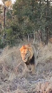 25K views · 141 reactions | Exo Wildlife on Reels | Facebook