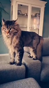 Don't Angry Me😤 . . . . . #cat #catlover #catoftheday #catsofinstagram #catloversclub #catlife #catusa #maintenance #mainecooncat #mainecoonsofinstagram | Maine Coon Lovers