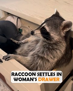 A spoiled raccoon named Biscuits acts like a toddler. Biscuits is allowed to sleep in dresser drawers and mess with dog beds. Her charm is irresistible 🦝 #raccoon #cuddlebuddies #rescueanimals | Cuddle Buddies