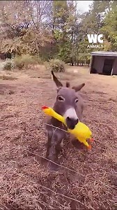 28K views · 131 reactions | Donkey plays with rubber chicken | Watercooler Animals | Facebook