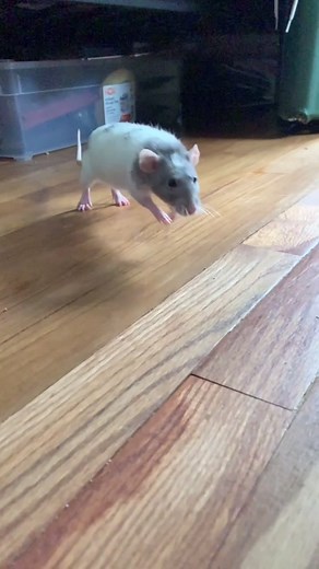 Rat Running Video Compilation