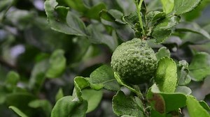 Fruta de bergamota, limão de kaffir,: vídeo stock (100% livre de direitos) 3978082909 | Shutterstock