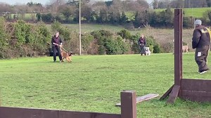 11K views · 147 reactions | Pack Mentality and “ HUNT DRIVE” The importance of getting high drive k9s to work together in symbiosis | DDR GUARD DOGS | Facebook