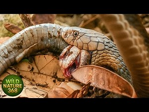 Terrifying Attacks From The Most Dangerous Venomous Snakes Ever Recorded | animal attacks