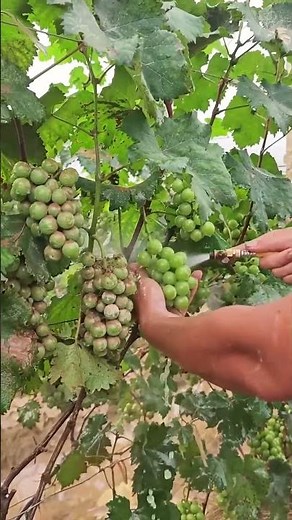 Washing flooded grapes process