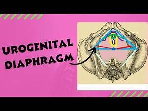 Urogenital diaphragm // Anatomy, location and contents of the urogenital diaphragm