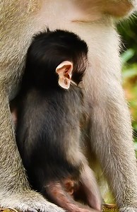 3.3K views · 140 reactions | Monkey Free on Reels | Facebook