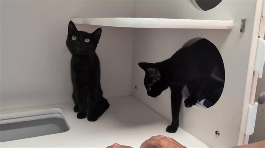 2.2K views · 60 reactions | Adopted ‍⬛ Mavis and Ebony, these exquisite female, sleek, and regal looking Egypt feline friend s are bonded sisters. They are looking to add double the fun and double the love. Come and meet them today  | Genesee County Animal Control | Facebook