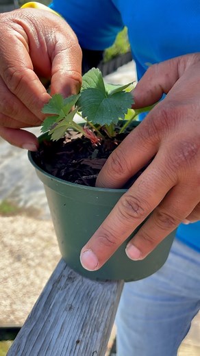 1.1K views · 305 reactions | Identify a Strawberry Runner with Tyler and Jorge! | Texas Garden Guy | Facebook