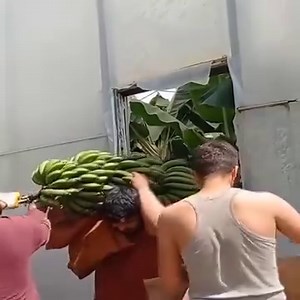 160K views · 2.5K reactions | Planter et récolter des bananes au Panama Benin flowers revolution | Agriculteurs Modernes | Facebook