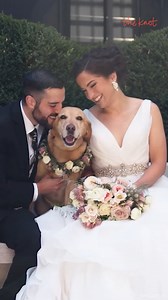 2.5K views | Different Ways to Include Your Dog at Your Wedding #petfriendly #dreamwedding #furbaby | The Knot | Facebook