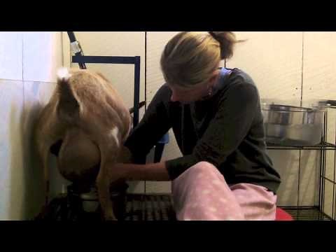 How to Make Goat Cheese