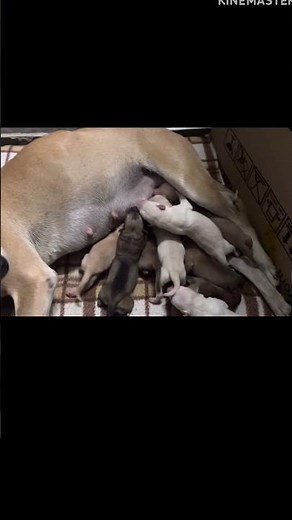 Pregnant dog give birth to 10 cute puppies