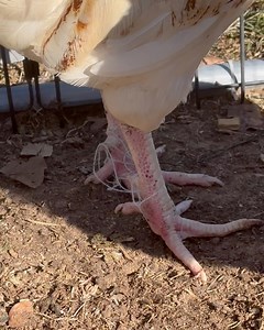 28K views · 4.8K reactions | Rooster caught up - we saved his legs | Shirtless Jake's Homestead | Facebook