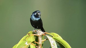 37K views · 4.8K reactions | Good morning #Birds & #Nature! Blue-black grassquit (Volatinia jacarina) | BIRDS & Nature | Facebook