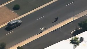 20K views · 208 reactions | Yearning to breathe the free Andean air of their homeland, 2 llamas take in on the lam. Godspeed my Camelidae friends. | Jonathan Blank Films | Facebook