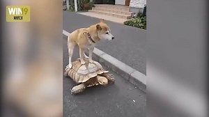 1.7K views | Epic WIN Compilation From March You Need To See ;) | Videb - Amazing and Crazy videos | Facebook