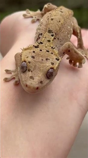 How to handling a crested gecko credit: @blueridgegeckos