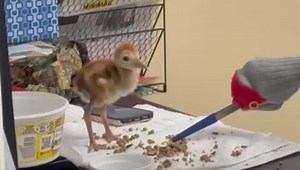 Our sandhill crane colt patient must be handled with special care. In this video, you see our rehabber using a puppet mimicking an adult to encourage it to eat. | Peace River Wildlife Center - PRWC