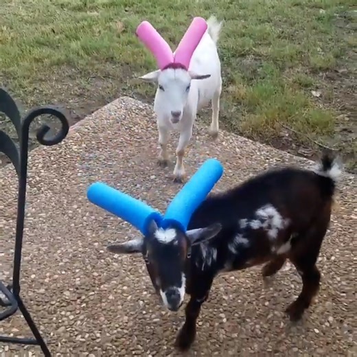 1.2M views · 58K reactions | Now they can butt heads safely  | Furry Tails | Facebook