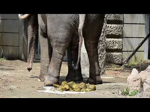 ゾウ（インドゾウ）の大迫力オシッコ＆ウンコ！ elephant pooping and peeing