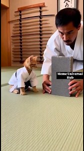 2.6K views · 25 reactions | Sensei said ‘break the brick’… kitten said ‘I’ll break the internet instead | Meme Universal Hub | Facebook