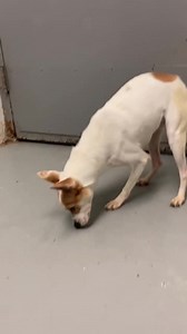 Rio Grande Valley Humane Society on Reels | Facebook