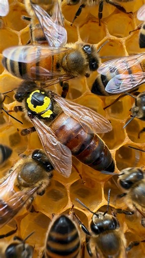 9.4K views · 226 reactions | Queen bee ( born in year 2022 , yellow dot ) on the frame yesterday accompanied by loyal nursing bees ) | Stanley’s bees | Facebook
