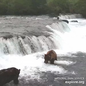350K views · 3.2K reactions | Battle of the big boys. Sound on  to hear a hierarchy disagreement between massive bears 747 and 856. | explore.org | Facebook