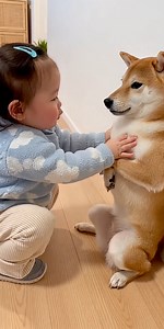 59K views · 2.7K reactions | She lowered herself to his level. He responded with pure judgment. Some questions have no answers. #ShibaSideEye #ToddlerVsDog #WhyAreYouLikeThis #FunnyKids #ShibaInuLife #PetComedy #ViralPets #WholesomeChaos #DogExpressions #LoopPerfect | LOL | Facebook