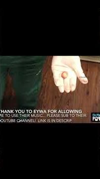 This head cyst was way bigger than expected #cystpop #removal #shorts