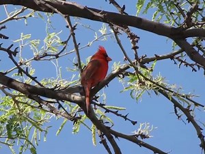 13K views · 324 reactions | ¡Buenos días #Pájaros y #Naturaleza! Cardinal del Norte cantando (Cardinalis cardinalis) | Fusagasugá Noticias | Facebook