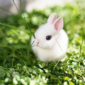 Dwarf Rabbits: Characteristics, Feeding, care and more ▷➡️ Postposmo
