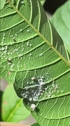 The natural predator you NEED to know! #insects #lacewing