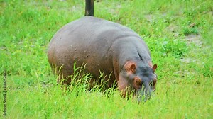 A hippo (Hippopotamus amphibius) in natural habitat, graze on ashore of the river bank. Moremi, Okavango delta, Botswana.