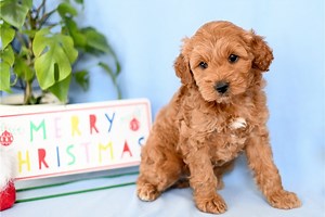 Bill - Cockapoo Puppy 343643