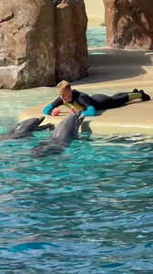 Very social bottlenose dolphins at SeaWorld Orlando #fun #educational #Conservation | Travisandcousins