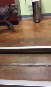 Streetdog Foundation on Reels