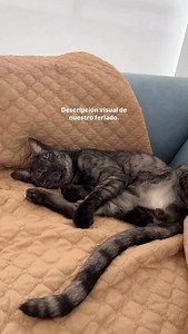 The Big Brown Eyes on Reels