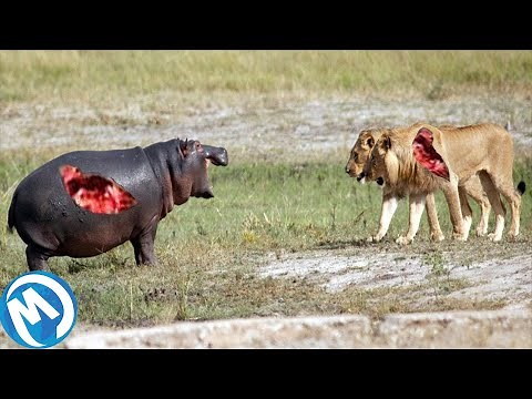 The Most Extreme Battles of Wild Animals