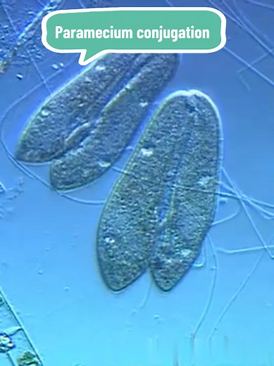 Understanding Paramecium Conjugation Process
