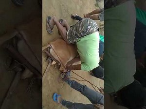 Castration of bull.. jobs that bite for making bull castrator...