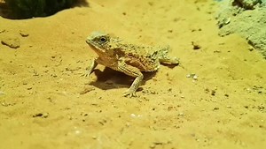 Regal horned lizards are naturally found in the deserts of Arizona and western Mexico. These spiky lizards snack on ants and spiders. They protect themselves by camouflaging, burying themselves in sand and even squirting foul-tasting blood at predators before escaping. 📹: Emelia Low, Junior Keeper | Mandai Wildlife Reserve