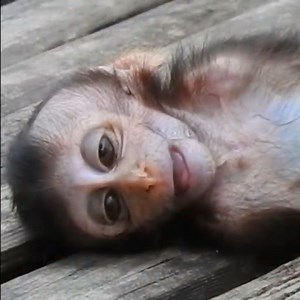 __-Million Sadness Poor Babie D,e,a,t,h Skinny Born Poor Milk-__. | Avata Monkeys